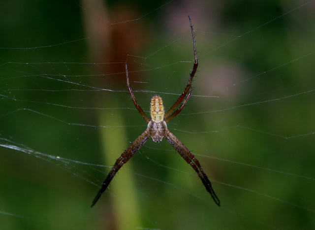 Argiope bruennichi - Copyright Hugues Mouret